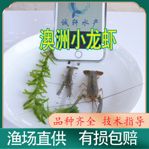 广州2021直供 小龙虾苗 淡水龙虾苗 红鳌虾苗 澳洲小龙虾