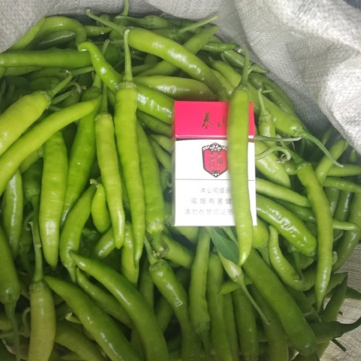 平度市杭椒大量上市，物美价廉，欢迎新老客户前来订购。