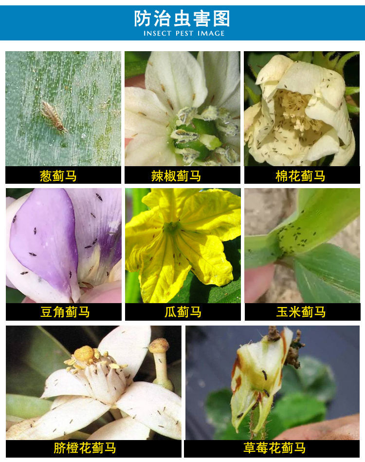 蓟霸斗蓟100克／升联苯菊酯＋助剂抗性蓟马豆角火龙果蕃茄子