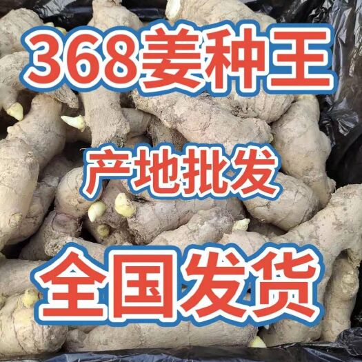 姜种 368姜种大量供应 全国发货 专业技术指导