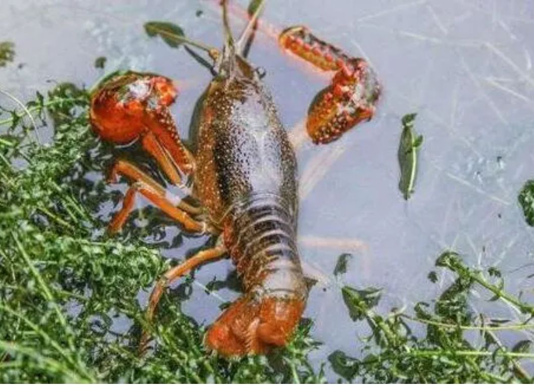 小龙虾  洪湖批发，产地直销，大青