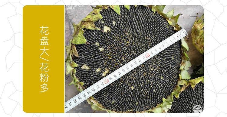 高产油葵种子 矮杆大头抗倒伏 出油率高