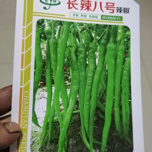 醴陵市产地直销: 辣椒苗 :线椒苗 牛角椒苗  全国发货 接受代育