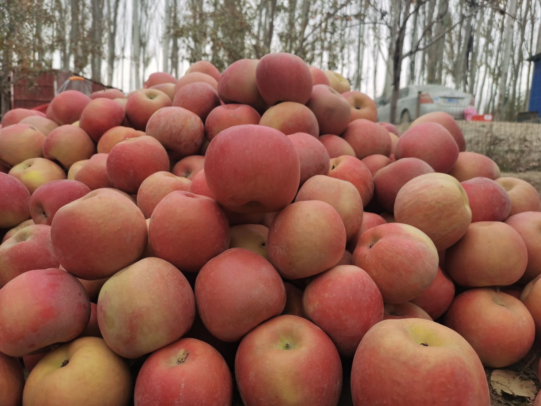 苹果 阿克苏冰糖心（套袋果）