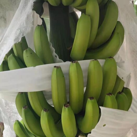 昌江县海南昌江巴西香蕉大量上市有需要的老板请联系我。