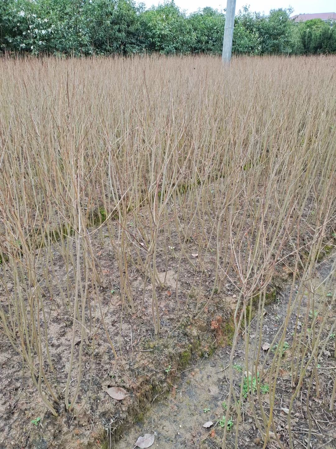 乌桕产地批发，诚信经营，全国发货，苗圃直供