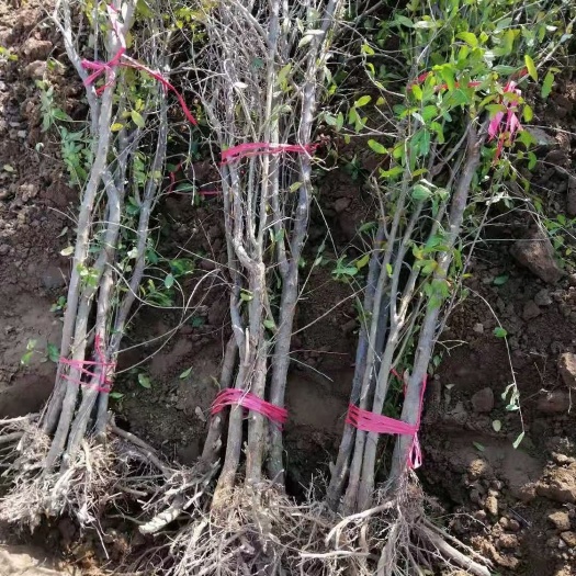 荥阳市大红袍石榴苗  突尼斯软籽石榴树苗