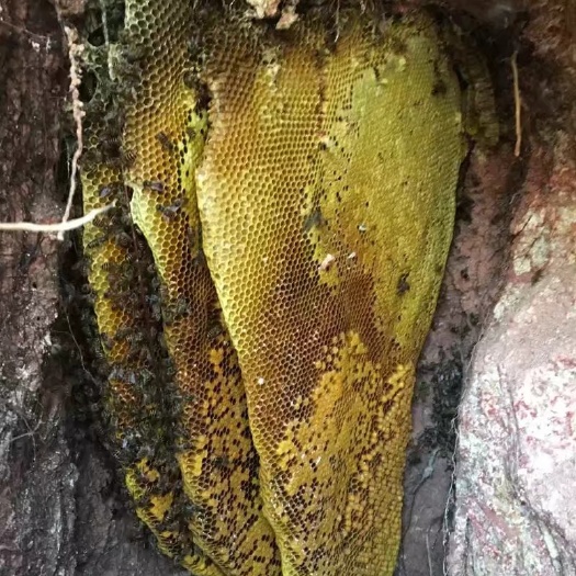 阳西县野蜂蜜  中蜂冬蜜都是上大山自己找的。品质保证口感好。需要的联系