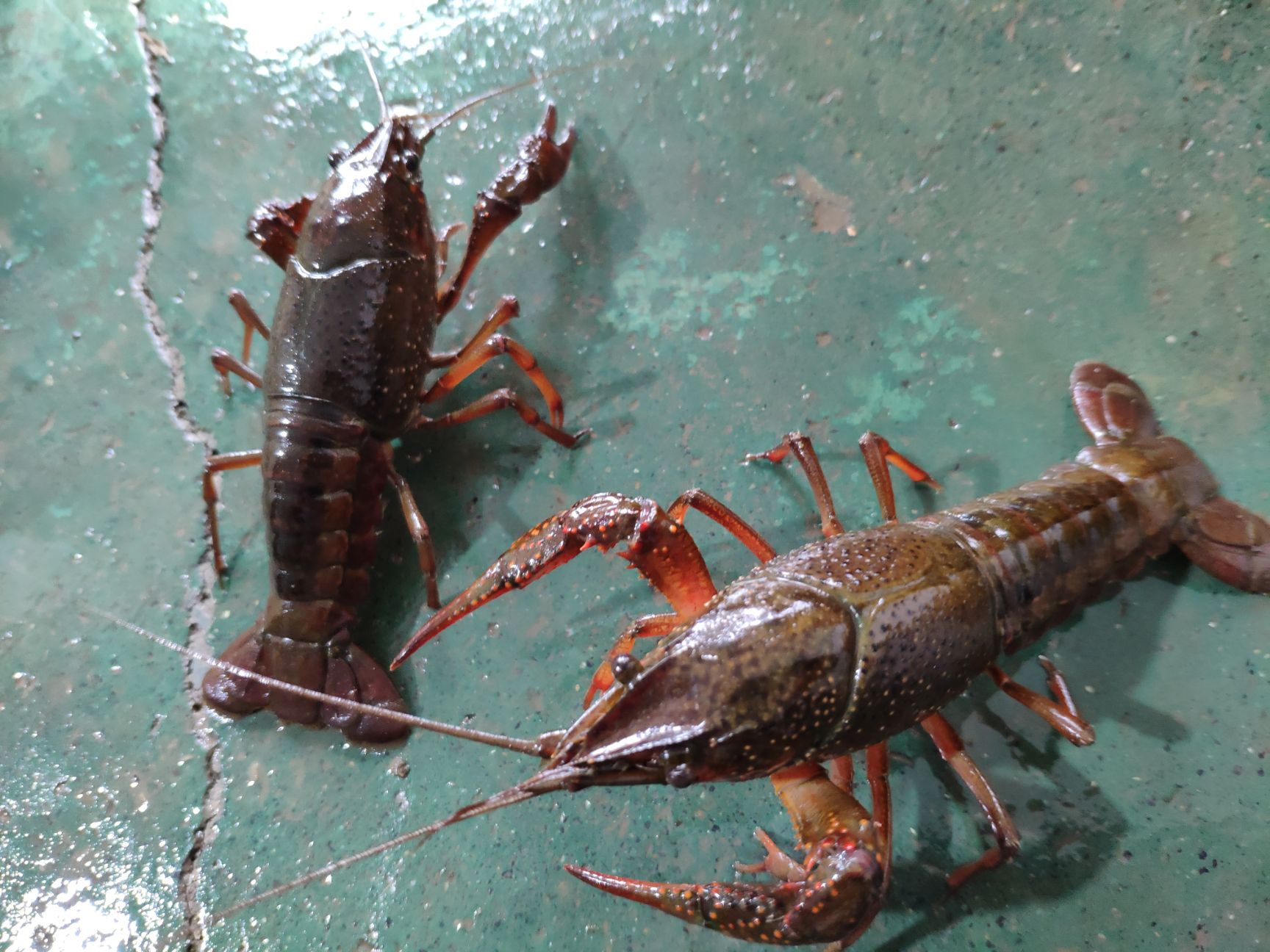 洪湖清水小龙虾，活鲜物流直发，支持线上担保发货，视频验货