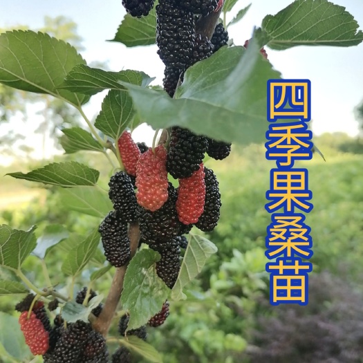 海宁市四季大果桑苗  四季果又名72C，果多味甜，鲜食泡酒的最好。