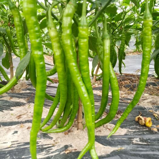 博白县线椒 广西壮族自治区玉林市博白县