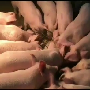 当阳市杂交猪苗  公司加农户饲养共赢的原则，饲养员人性化封闭管理，
