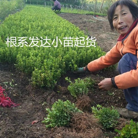 沭阳县瓜子黄杨小苗，黄杨苗。大小叶黄杨苗。