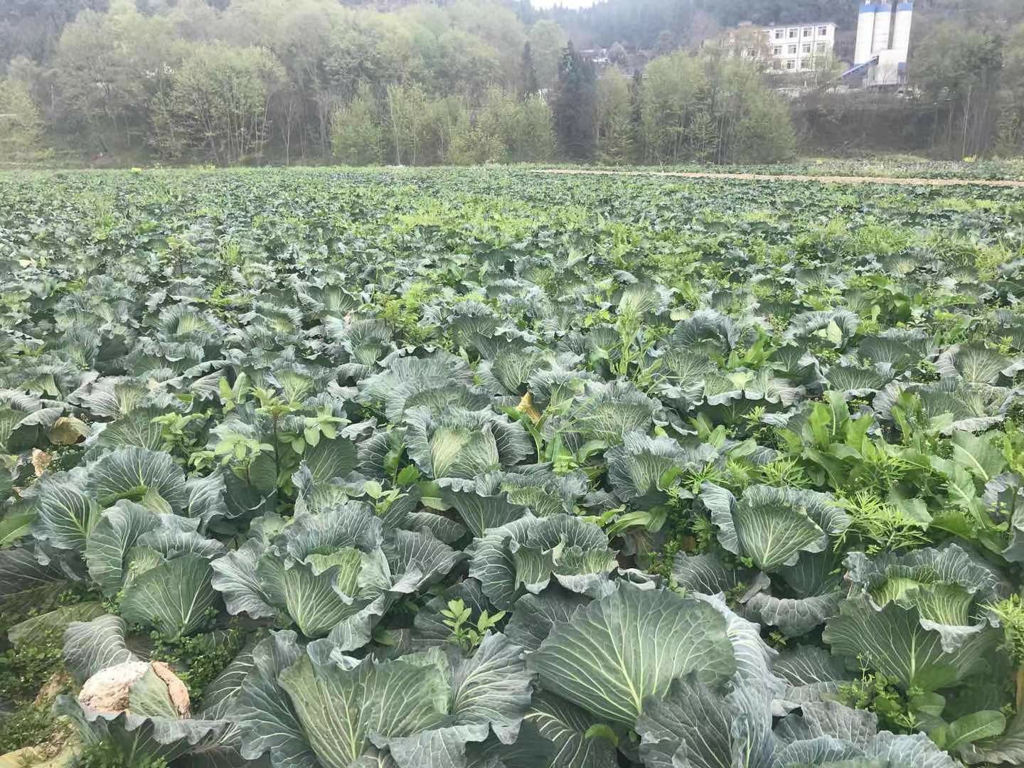 平包菜  寒盛扁包，个头3/7斤