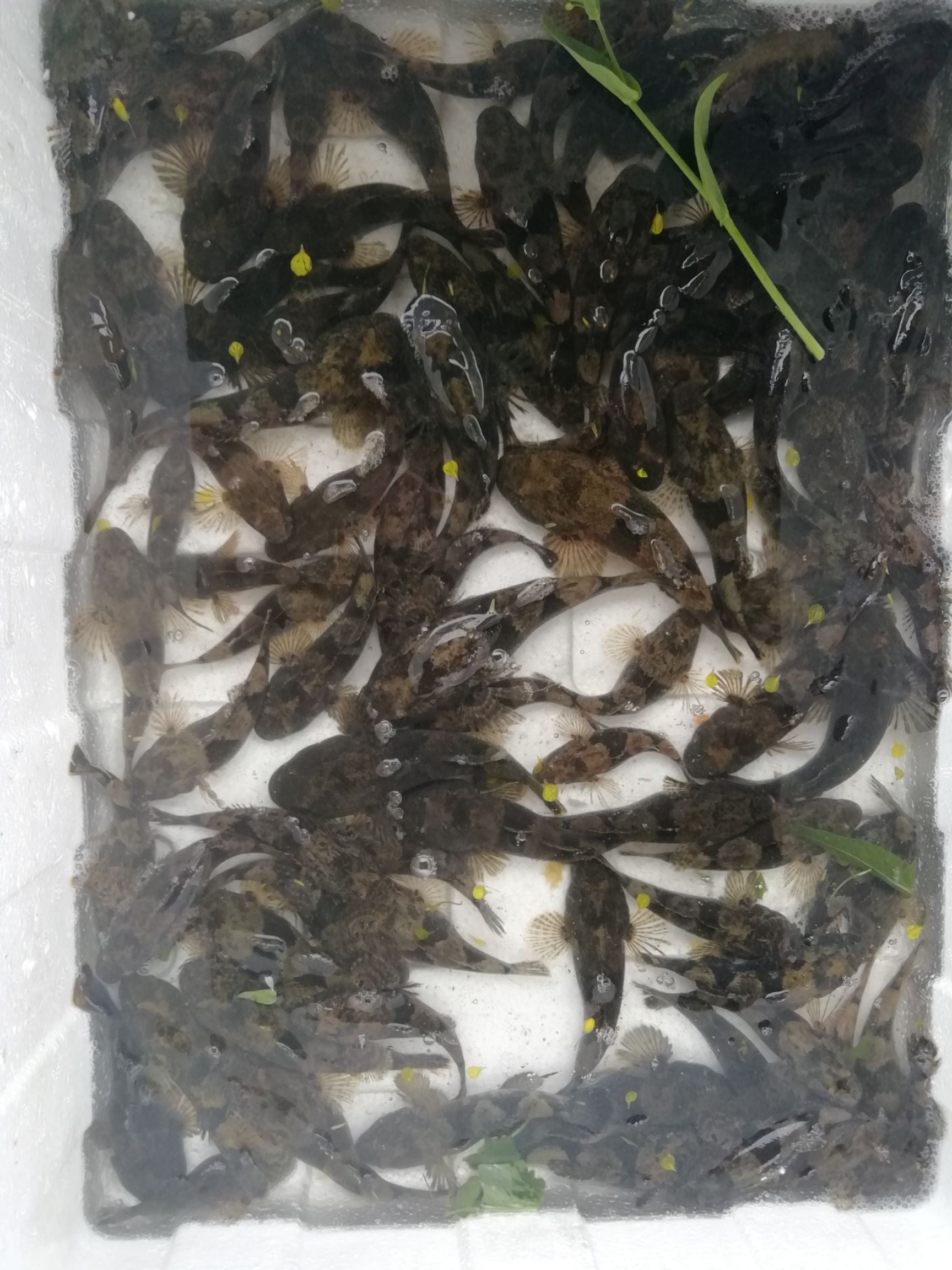 沙塘鳢  土布鱼（塘鳢鱼）