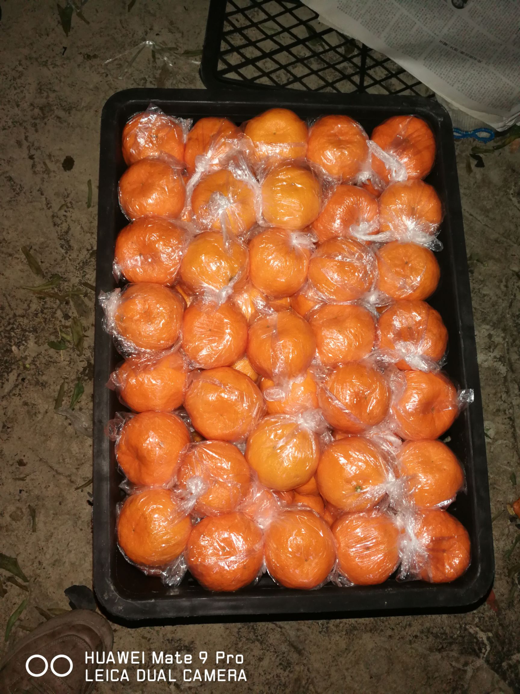 湘西椪柑，果红，味甜，水足，硬度好，果面干净，无麻点