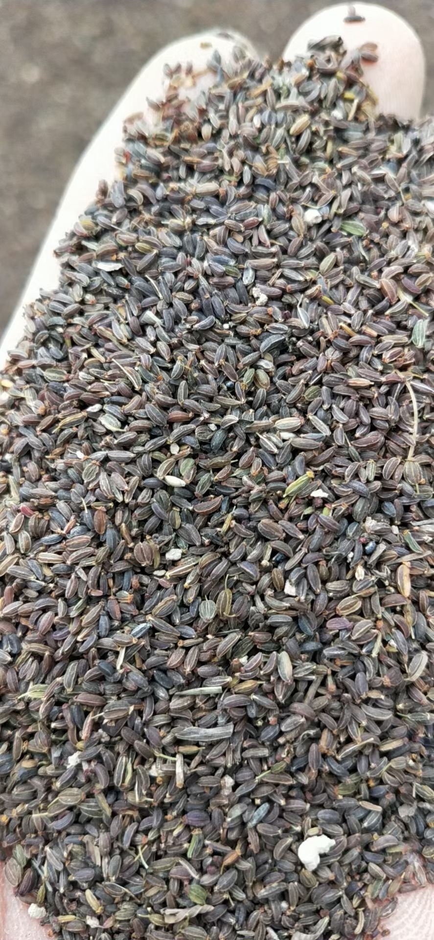  精品过风过筛柴胡种子，包出苗包回收