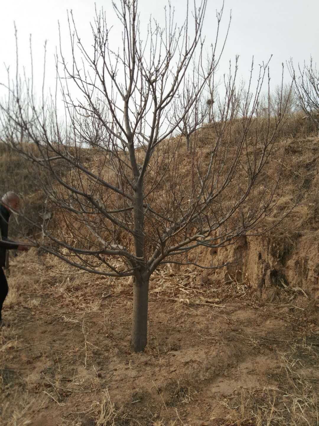 八棱海棠树12公分优惠