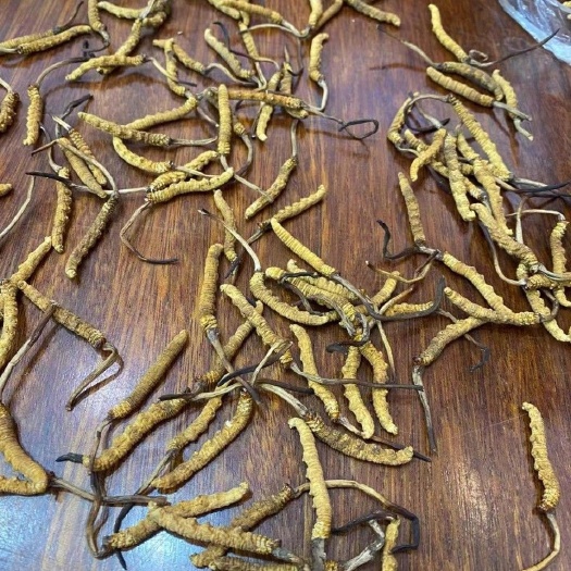 西宁冬虫夏草 青海玉树产地直销精选虫草一手货源无断草无牙签草