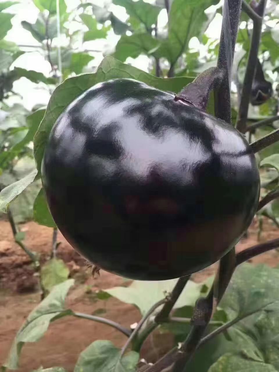 紫光圆茄冷棚货，量大，真实报价，诚信合作