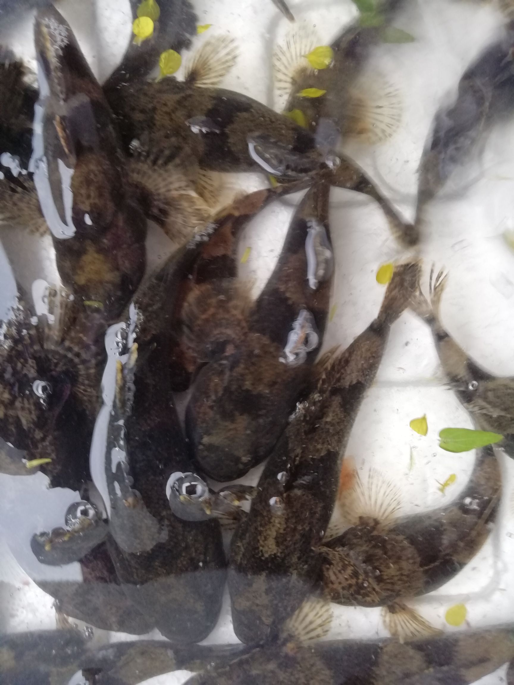 沙塘鳢  土布鱼（塘鳢鱼）