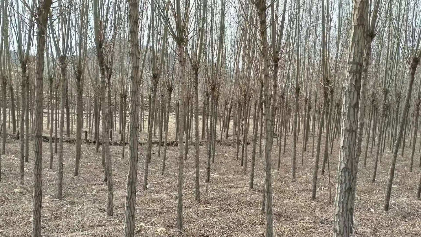 爆垂109杨柳 出售柳树