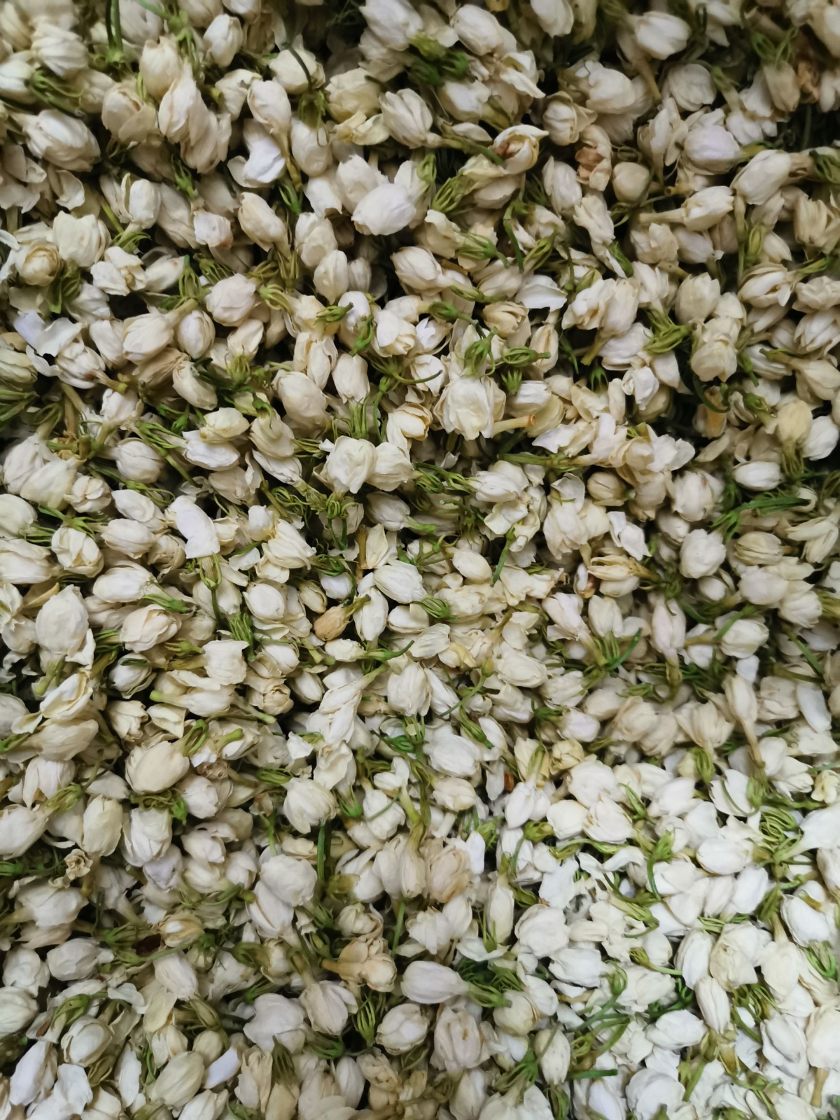 亳州茉莉花茶  茉莉花