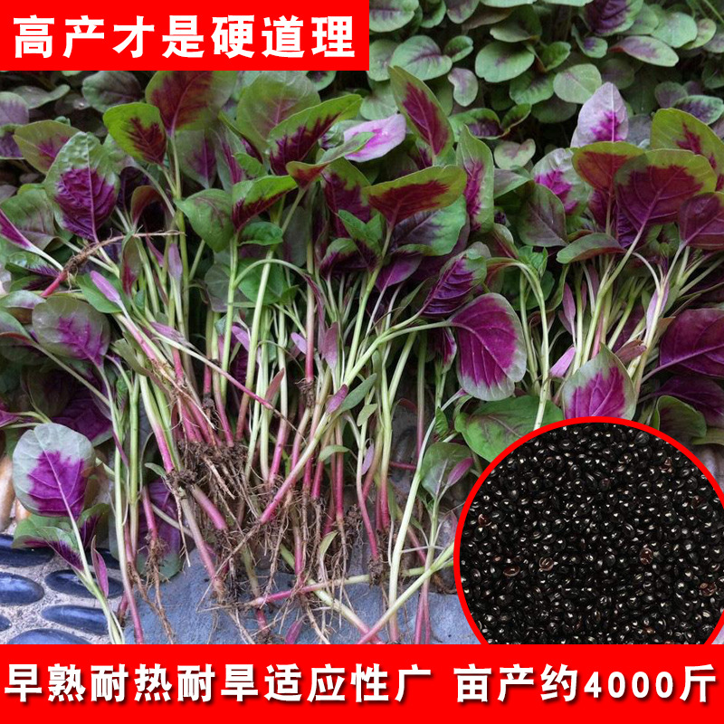 红圆苋菜种子农家菜四季早熟生长耐寒耐热种籽农田菜园蔬菜种子