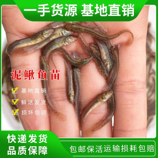 中山市泥鳅苗  泥鳅鱼苗 泥鳅鱼苗 淡水泥鳅