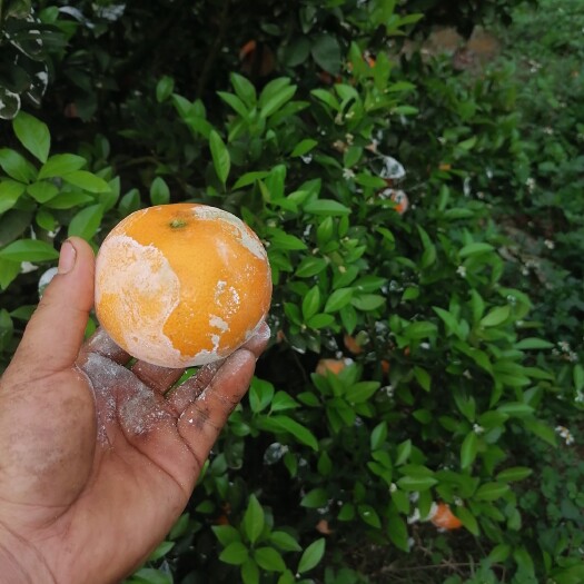 扶绥县茂谷柑 广西壮族自治区崇左市扶绥县 一级果 