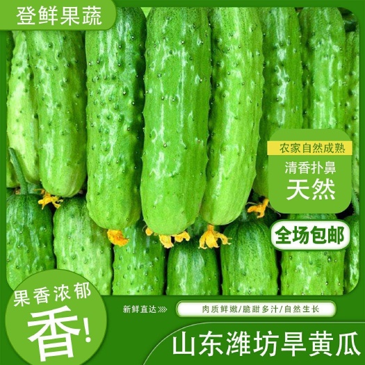 旱黄瓜新鲜水果黄瓜当季刺青瓜生吃小黄瓜孕妇果蔬现摘现发包邮