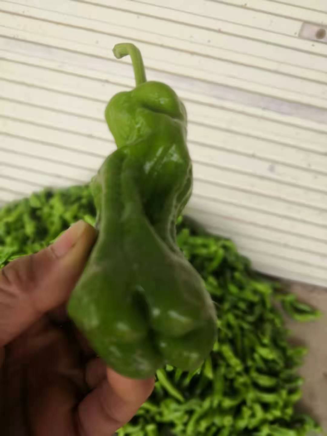 皱皮椒 广西壮族自治区钦州市钦南区 