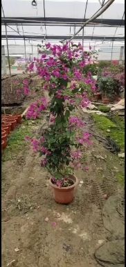 佛山紫花三角梅 紫花柱一米二 如图 基地广东佛山，