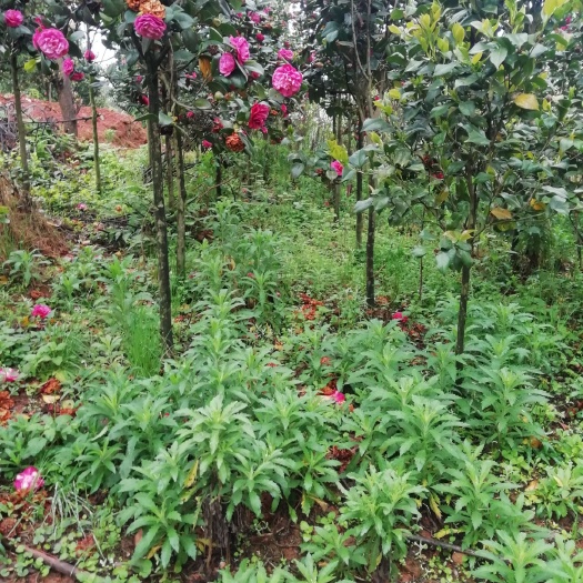 宜宾山茶花 10cm以下 