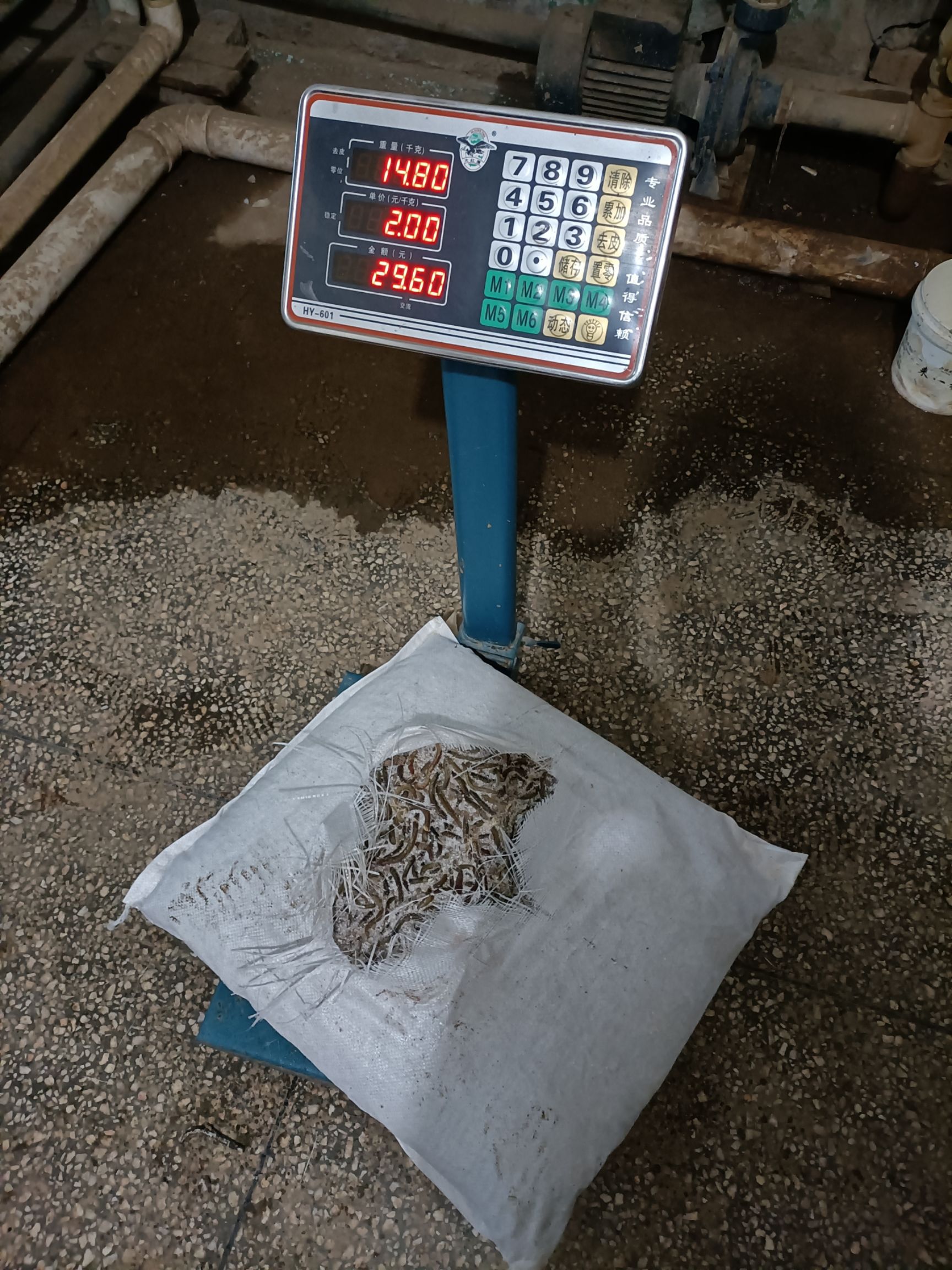 纯人工挖的青蚯蚓