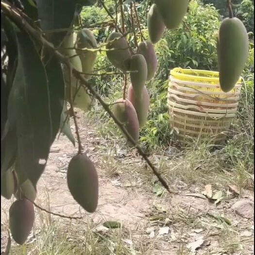  贵妃芒，又名红金龙，是产于海南的一种水果。