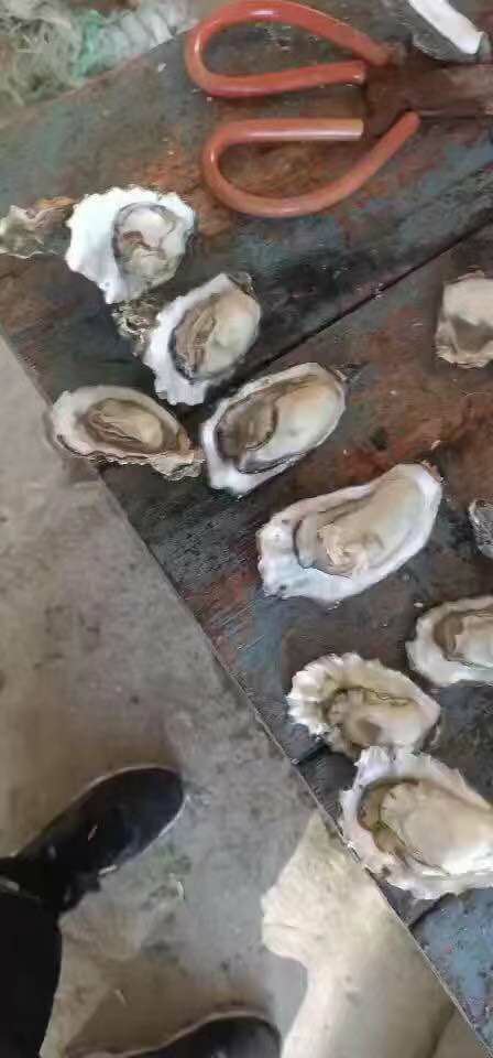 唐山牡蛎 河北省唐山市曹妃甸区 鲜活水产 