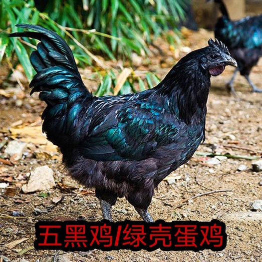 南宁蛋鸡苗  绿壳鸡苗，正品保证，全国包邮发货，保证安全健康送达客户手中