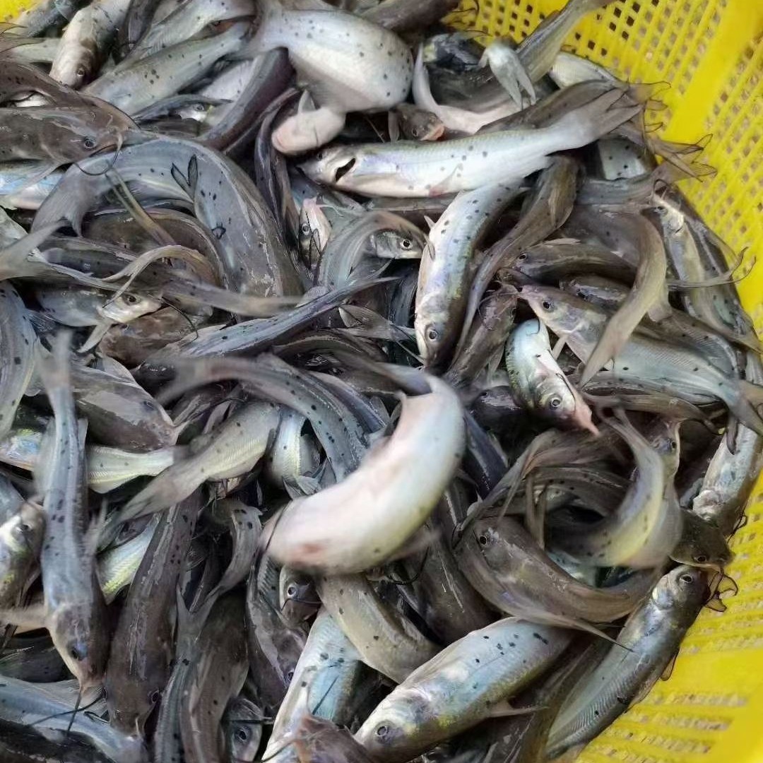 叉尾鮰鱼苗 斑点叉尾苗