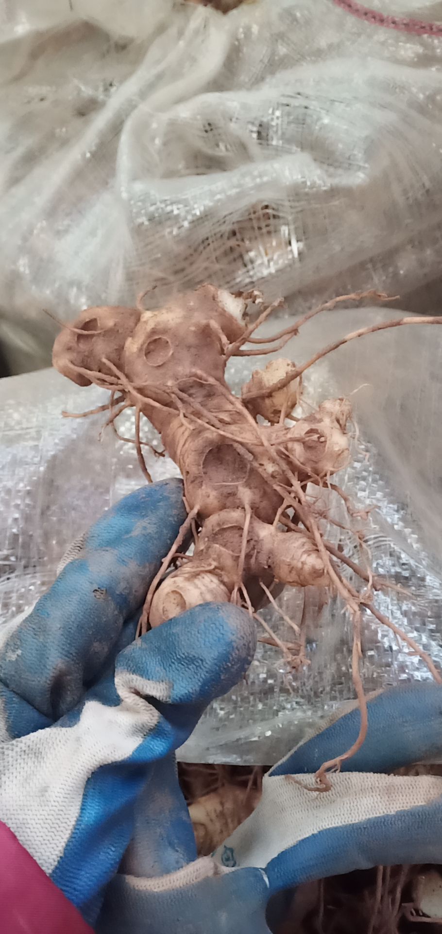 黄精块茎 姜型不倒苗多花甜黄 黄精种苗 黄精苗猫儿姜 老虎姜