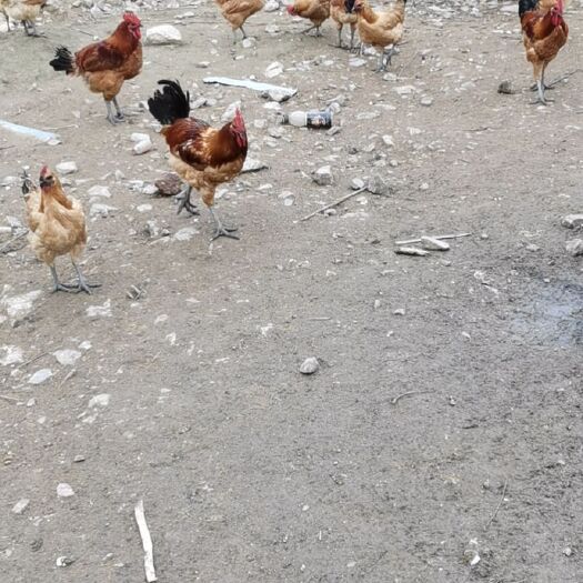 重庆市重庆合川本地八个月以上小脚青皮粮食土鸡