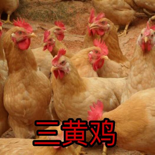 南宁三黄鸡苗  正品保证，全国包邮发货，保证安全健康送达客户手中