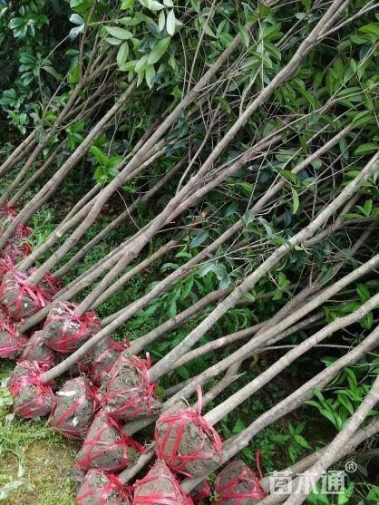 金桂产地批发诚信经营，全国发货 自产自销，苗圃直供，桂花