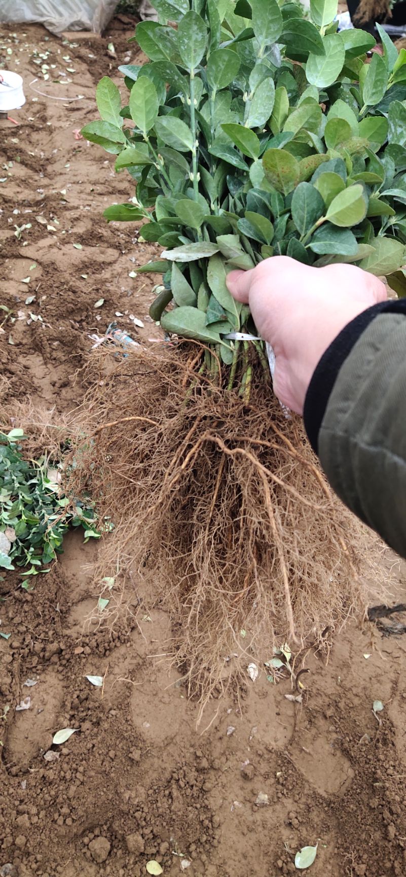 胶东卫矛  一分钱一分货。