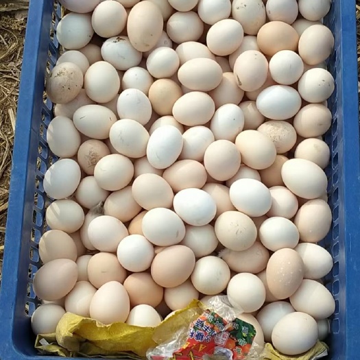 威县 威县附近供应土鸡蛋 种蛋 商品蛋