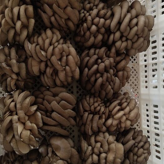 莱西市鲜平菇  精品小平菇