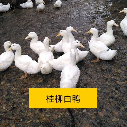 南宁桂柳鸭苗  正品保证，全国包邮发货，保证安全健康送达客户手中