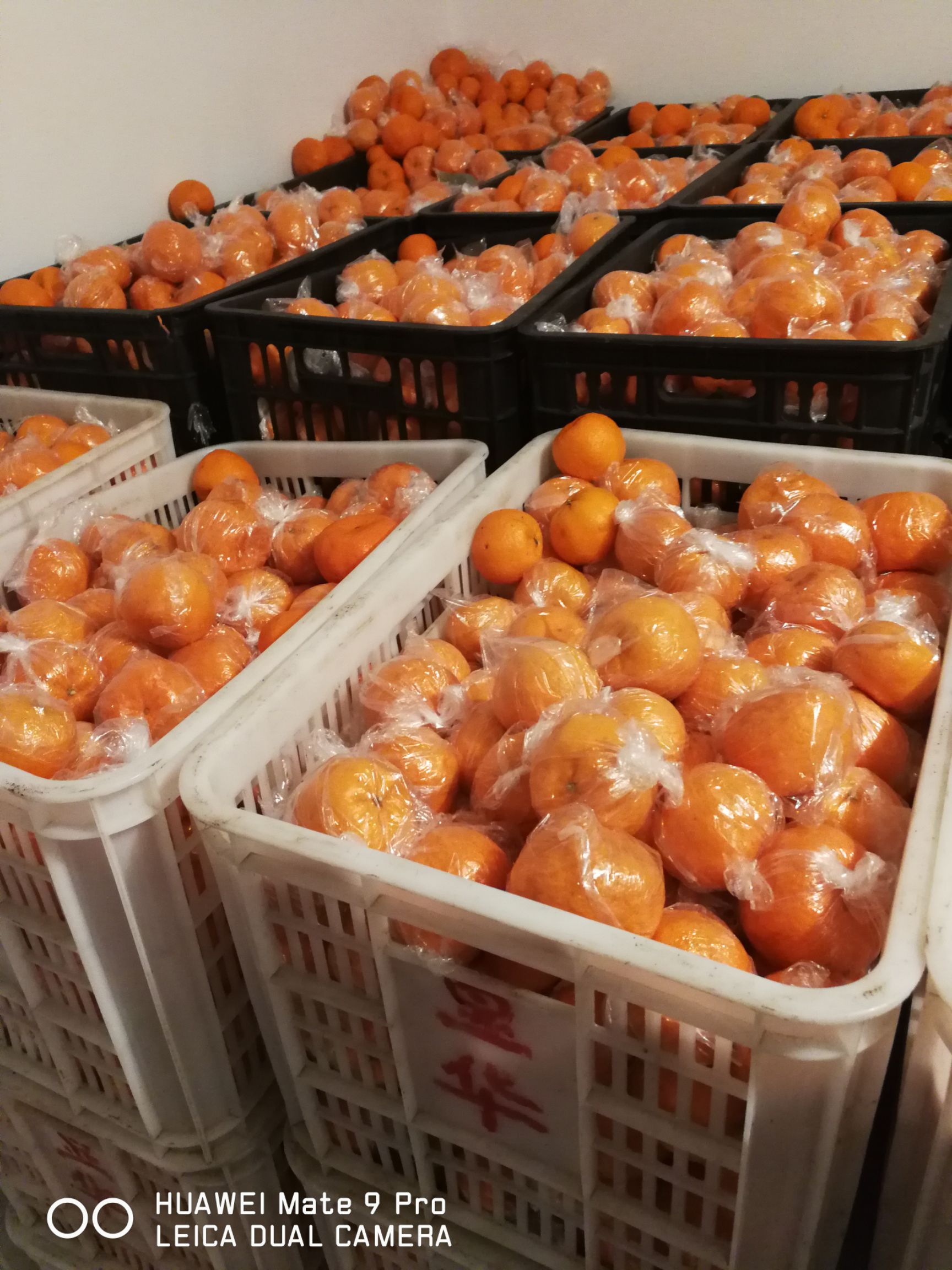 湘西椪柑，果红，味甜，水足，硬度好，果面干净，无麻点
