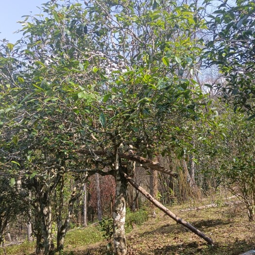 古树茶  大山里的宝贝—古树普洱茶汤色浅黄明亮，香气高长，回甘很足。