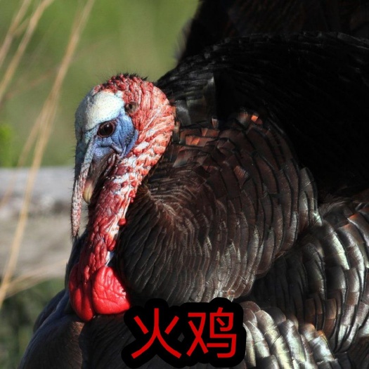 南宁火鸡苗  火鸡出壳苗，贝蒂娜火鸡，尼古拉火鸡，品质优良，欢迎咨询